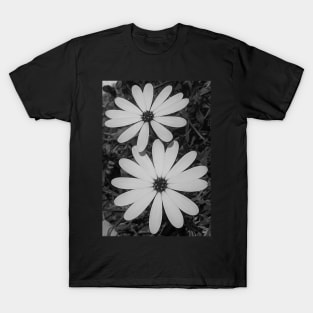 Blossoming White Osteospermum Flowers Vanilla T-Shirt